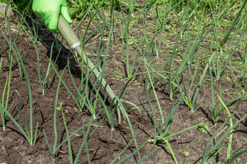 Farmer is loosening soil around the green onions using hand garden rake
