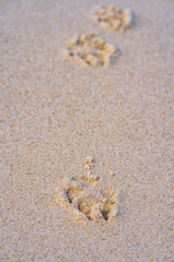 Fototapeta na wymiar Dog footprints in the beach