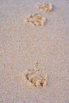 Dog footprints in the beach