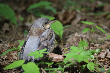 thrush fledgling