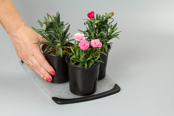 Cultivating carnation flowers in pots at home.