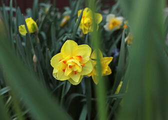 yellow daffodils in spring