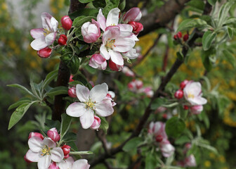 pink flowers of a young apple tree close-up. Blooming trees in spring.