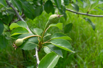 Fruits of immature pear on a branch of the tree.
