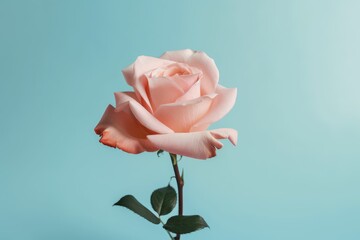 pink rose on a blue background. Generative AI