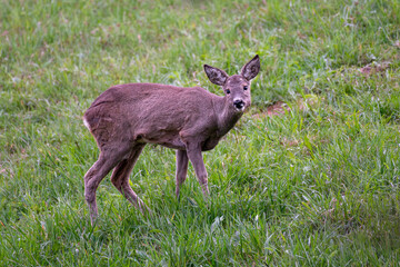 Young roe deer (Capreolus capreolus) on a pasture looking at the photographer.