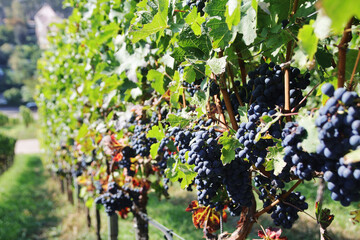 Wine yards in Stuttgart region in Germany in October
