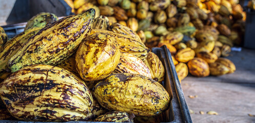 Plenty of yellow ripe cocoa pods stacked in crates with workers sorting fresh cocoa fruit.