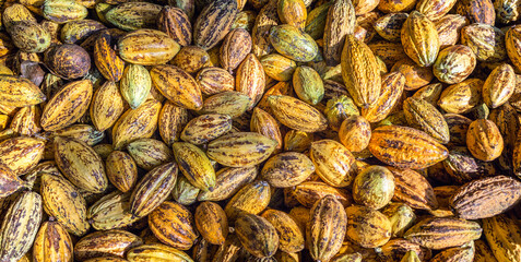 Ripe yellow cacao pods background, Top view of cocoa pods organic chocolate farm