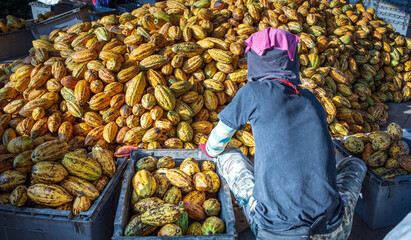 Back view of  the working worker sorts fresh, ripe, yellow cocoa pods into a crate. Workers preparing fresh cocoa fruit before fermentation in the chocolate factory