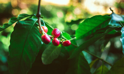 Close-up of red coffee beans ripening, fresh coffee, red berry branch,  agriculture on coffee tree