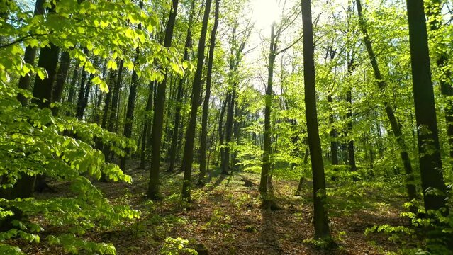 Forest is a natural resource and place for recreation. Through beech trees. Spring in european nature.