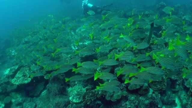 Isla Del Coco, January 4, 2018: Beautiful view of diver and school fish underwater in Isla Del Coco. Predatory fish, sharks, and crocodiles that inhabit both marine and freshwater environments.