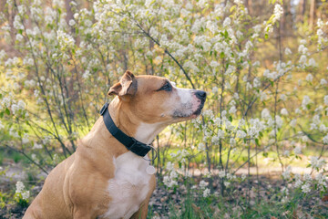 Beautiful dog portrait in front of blooming tree and bush blossom in the spring. Senior staffordshire terrie enjoying spring weather outdoors