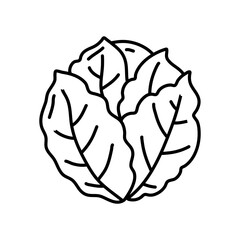 fresh cabbage doodle icon vector. vector hand drawn illustration of fresh cabbage vegetable, isolated outline clipart on white background
