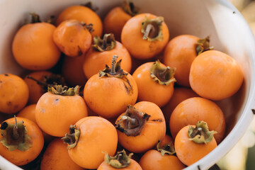 Plate with harvested autumn harvest. Persimmon, which was collected in late autumn on a sunny day 