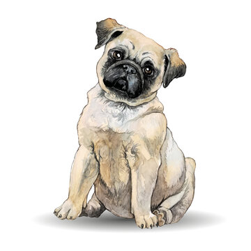 Watercolor illustration of cute Pug Dog. Hand drawn color portrait of a pug breed pet on a white background. Puppy.