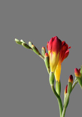 red and yellow freesia isolated on grey background