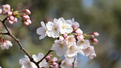 Spring cherry blossoms for the background