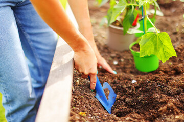 Fototapeta premium Spring gardening, planting flower seedlings. Female hands of a gardener in protective gloves at work