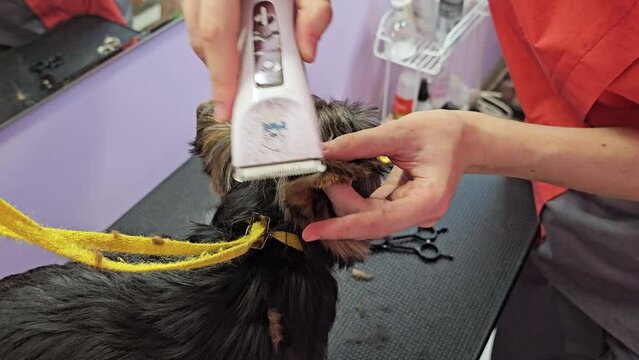 A grooming master cuts a Yorkshire Terrier dog