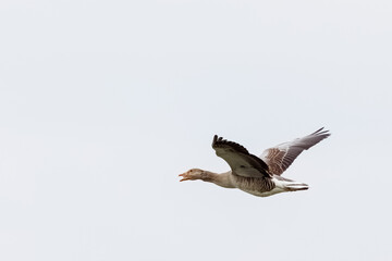 Grey goose in flight