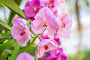 Fototapeta na wymiar Closeup of the red pink orchid phalaenopsis. Bouquet of flowers orchids. orchids of thailand.