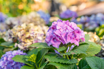 The Blooming pink hydrangea or hortensia flowers with gentle fragrance in the garden.