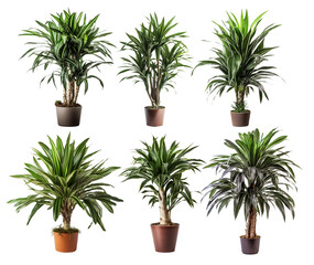 Green Potted Dracaena House Plant. Front View. Interior Decoration Template