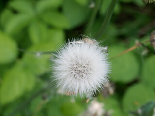 flower of dandelion