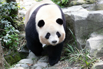 Fototapeta premium Close up a cute female panda, Mei Lan, aka Rou Rou