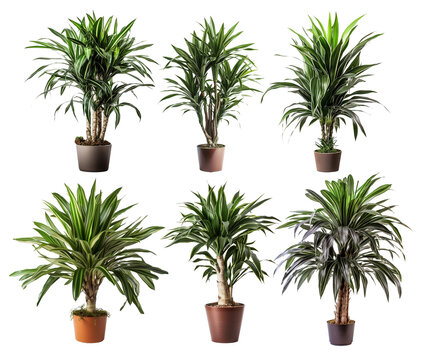Green Potted Dracaena House Plant. Front View. Interior Decoration Template