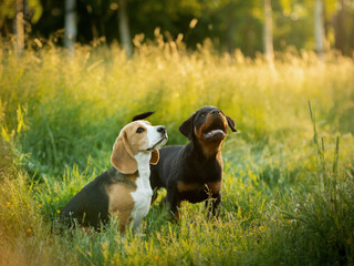 two puppies on the grass, in nature. dog rottweiler and beagle together. happy pets