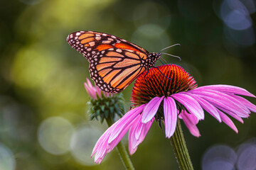 Obraz premium Monarch butterfly sitting on an echinacea flower