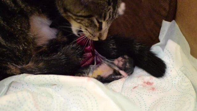 cat giving birth to a kitten. Kitten in an amniotic sac	
