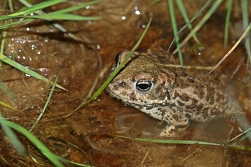 Kreuzkröte (Epidalea calamita) im Tümpel