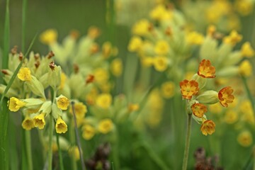Primula veris x vulgaris (P. x Polyantha), Kreuzung zwischen Echter Schlüsselblume und Garten-Primel.