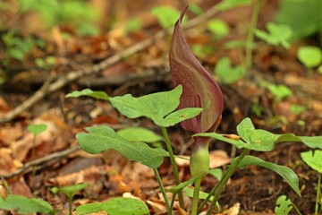 Gefleckter Aronstab (Arum maculatum)
