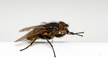 A housefly on white background
