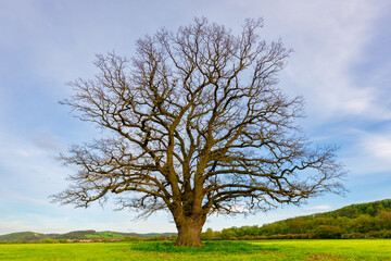 Fototapeta na wymiar Old Oak Tree in the spring