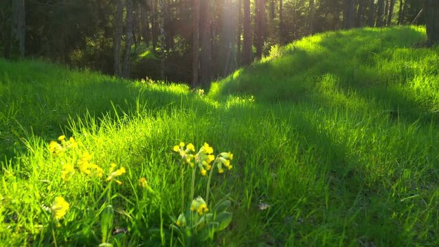 Forest is a natural resource and place for recreation. Glade with grass and Primrose flowers. Spring in European nature.