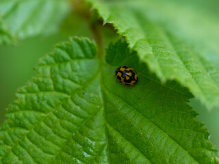 Fourteen-spotted Lady Beetle Propylea quatuordecimpunctata