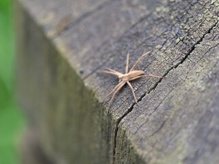 European Nursery Web Spider Pisaura mirabilis