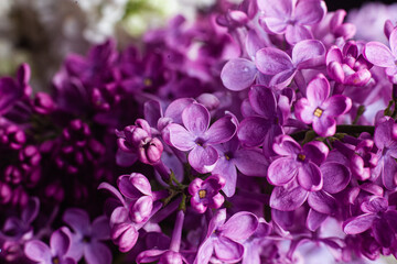 Naklejka na ściany i meble Beautiful bouquet of lilacs of different varieties close-up