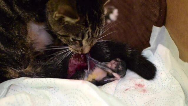 cat giving birth to a kitten. Kitten in an amniotic sac	
