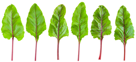 Beetroot leaves isolated on white background, full depth of field
