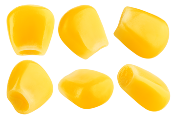 corn seed isolated on white background, full depth of field