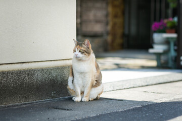 家の前の猫