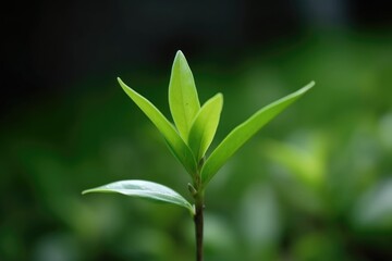 Fototapeta na wymiar Green tea leaf, ai generative