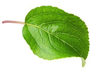 apple leaf, isolated on white background, full depth of field